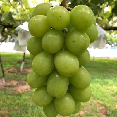 🍇信州須坂ぶどう園の園🍇