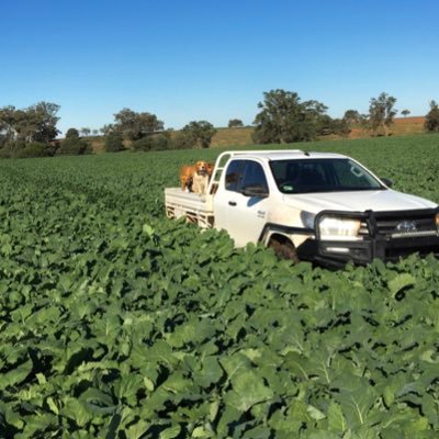 Independent consultant and farmer on the North West slopes and plains.