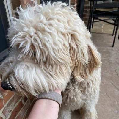 DCampThomp's profile picture. 