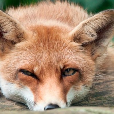 nahankhaneh's profile picture. allways, all ways!