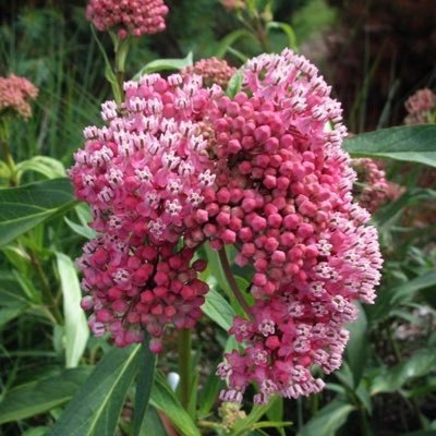 toner_mc's profile picture. Literacy lover. Teacher advocate. Educational Leader. Positivity pursuer. Mindful meditator. Listener. Smiler. AntiRacism advocate.