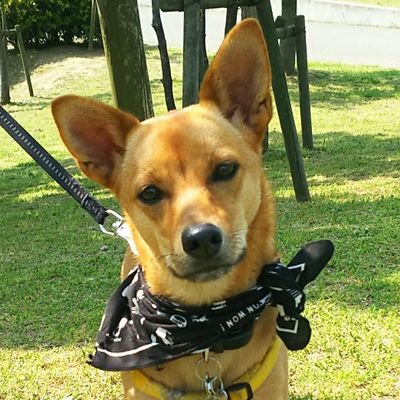 コマさん 犬ネタ 昼の庭警備 仕事1 休憩9 コマちゃん 保護犬 愛犬 雑種犬