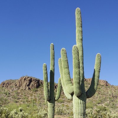 I live in Tucson and I'm on point, so I'm TucsonPoint. HAHAHA! Get it?! Get it?! . . . I'm also a dad.