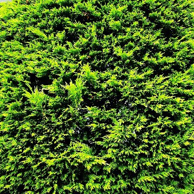 eETtoy's profile picture. 