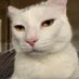 Sarah Feliciano ๐๐ (@sarahwhitcomb96) Twitter profile photo Sarah Feliciano ๐๐ (@sarahwhitcomb96) Twitter profile photo