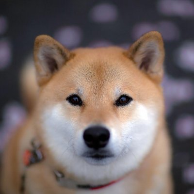 VMtlDWga7pp1p10's profile picture. 永远年轻，永远热泪盈眶