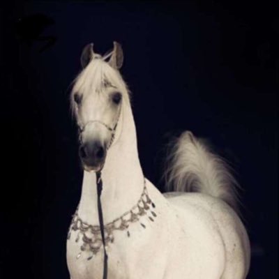 hala_al55's profile picture. اللهم احفظ لي أمي وارحم أبي 🍃