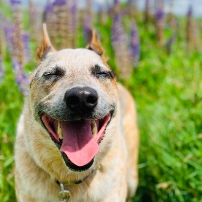 青い州の森でほっこり暮らしてます。 固定ツイート#2 https://t.co/1JMPTB82d9 https://t.co/8BaCDrti76
