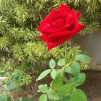 Al Drrajy (@aldrrajy9) Twitter profile photo