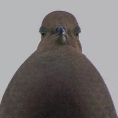 aghayeguza's profile picture. 👺🤌