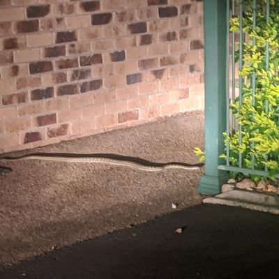 Zombi_pandaa's profile picture. Game Lover/Music lover/Kinda strange, but thats okay :D (She/They 🏳️‍🌈)