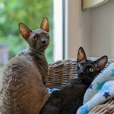 I am Dexter 🐈 I was happy living indoors all by myself Batman appeared.
Dexter 🎂 2018-09-21
Batman 🎈 2018-10-30
Hooman @Sigute_K