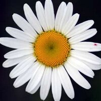 Mother Daisy๐โฎ๏ธ๐๐ง (@motherdaisee) 's Twitter Profile Photo Mother Daisy๐โฎ๏ธ๐๐ง (@motherdaisee) 's Twitter Profile Photo