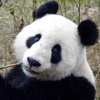 ELITE shirre (@shirrepoffer) 's Twitter Profile