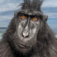 YabaDabaDarwin (@dabadarwin) 's Twitter Profile