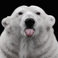 흰곰탱이 (@greedywhitebear) 's Twitter Profile Photo 흰곰탱이 (@greedywhitebear) 's Twitter Profile Photo