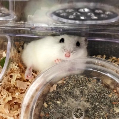 とある東工大生が白いハムスターを愛でてます🐹 かわいい様子を見て頂きたいので、ハムスター好きの方はぜひ繋がりましょう！ 無言フォロー失礼します🙇‍♂️ HP作成もやってみた🐹ハムスターによるハムスターのサイト↓