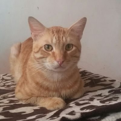 1111Lightworker's profile picture. Lightworker