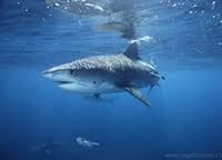 sharkbiotech Profile Picture