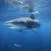 Dan Rosenblum (@sharkbiotech) Twitter profile photo Dan Rosenblum (@sharkbiotech) Twitter profile photo