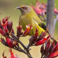 New Zealand wildlife pics(@DrPaulSorrell) 's Twitter Profileg