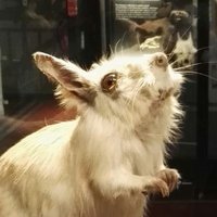 Rachel Dockry (@haiku_agro) 's Twitter Profile