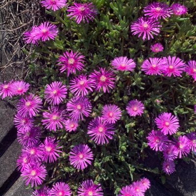 Poshasha_Travel's profile picture. Globe Trotter Traveled 87 Countries