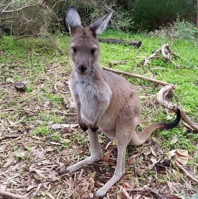 Amoss67790690's profile picture. Im A Blue Eye February Baby Thats a Puppy and Lizard Dad,
Whom Is Into A Bit Of Everything but I Live For My Grandmother My Boys And the Paranormal.