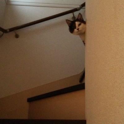 Hime64Ryo's profile picture. 2002年６月生まれの保護猫ﾁｬﾝでした。R5年8月18日永眠。猫生を全う出来たと、主としては納得させてます。沢山遊んでくれて、愛された控えな猫ちゃんでした。一緒にいてくれて有難う🥰
今も、猫ﾁｬﾝ大好きですw　米津玄師様ラブ　そして阪神ファンです