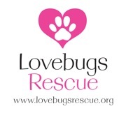 Lovebugs Rescue is a 501C3 foster based all breed dog rescue located in Southern, CA. Founded in October 2010, 100% volunteer based.