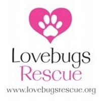 Lovebugs Rescue(@LovebugsRescue) 's Twitter Profile Photo