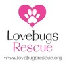 LovebugsRescue's profile picture. Lovebugs Rescue is a 501C3 foster based all breed dog rescue located in Southern, CA. Founded in October 2010, 100% volunteer based.