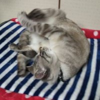 星月夜🌌と紅茶🍹と猫🐈 (@yes_no8100) 's Twitter Profile