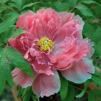 SamSongjx's profile picture. 