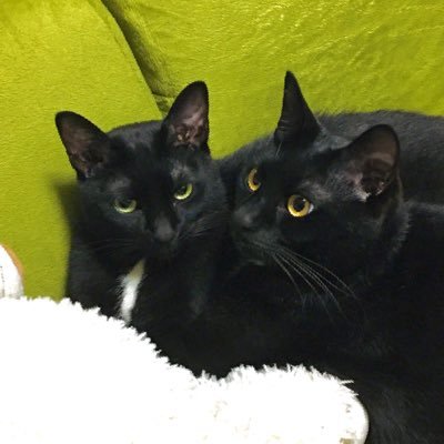 9625_necco's profile picture. お山で拾われた黒猫の梵（ぼん♂）と天（てん♂）の日常。インスタはサボり気味。https://t.co/et0j1cD794