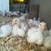 Kasi Poultry Farm Mp (@kasi_poultry_mp) Twitter profile photo Kasi Poultry Farm Mp (@kasi_poultry_mp) Twitter profile photo