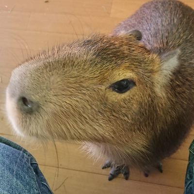 ojzm5IMPWFUj8ID's profile picture. なんか世の中色々とおかしな方向に向かってるような気が…

権力者だろうがとりあえず悪い事したらちゃんと裁かれるようにならないですかね。政治屋の戯れ言にはうんざりです。