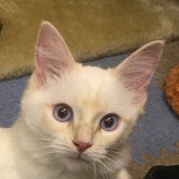 ハルノ (@hal_weeds) 's Twitter Profile