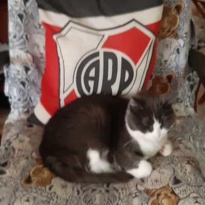 Kilmetro's profile picture. Amo a los animales. Fana de RIVER PLATE y admiro la PREMIER LEAGUE . Soy sagitariana y cumplo el 20 de diciembre. No DM.