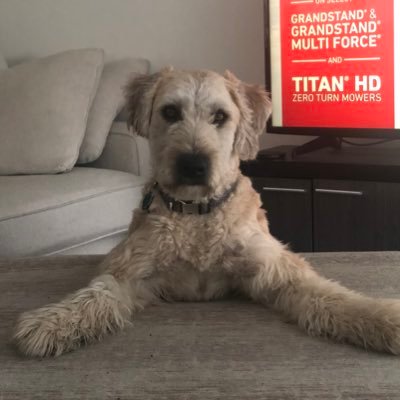 dexterpsychodog's profile picture. scwt