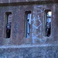 🍄🌞🐮👩🏽‍🦱 (@notwitthevibes) 's Twitter Profile
