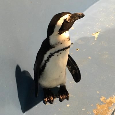 ぺんぎん 五斂子 ごれんし Gorenshi Twitter ぺんぎん 五斂子 ごれんし Gorenshi Twitter