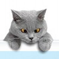 Kedi (@divitim) 's Twitter Profile