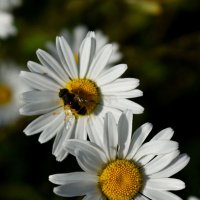 Moll (@maidykruss) 's Twitter Profile