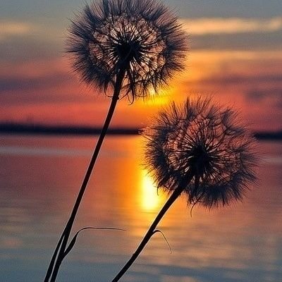 Sion36343744's profile picture. Cada dia una nova oportunitat