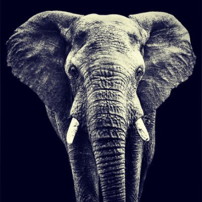 VeliNdlovu12's profile picture. 