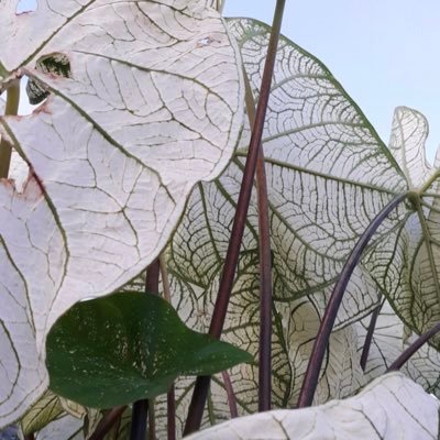 PDFFILE8's profile picture. 