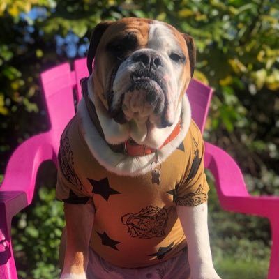 IG @collinsthebulldog