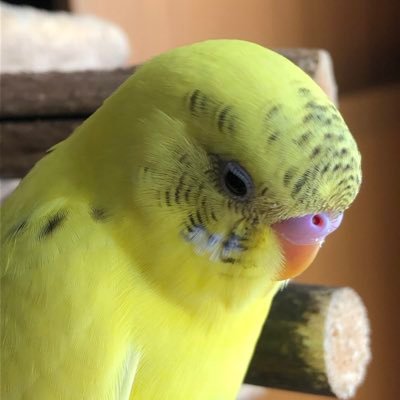 papiko_o_o's profile picture. Aqua Timez  おかえりなさい！！💓🌈