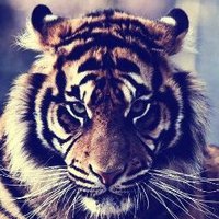 Johan (@johanthereal) 's Twitter Profile